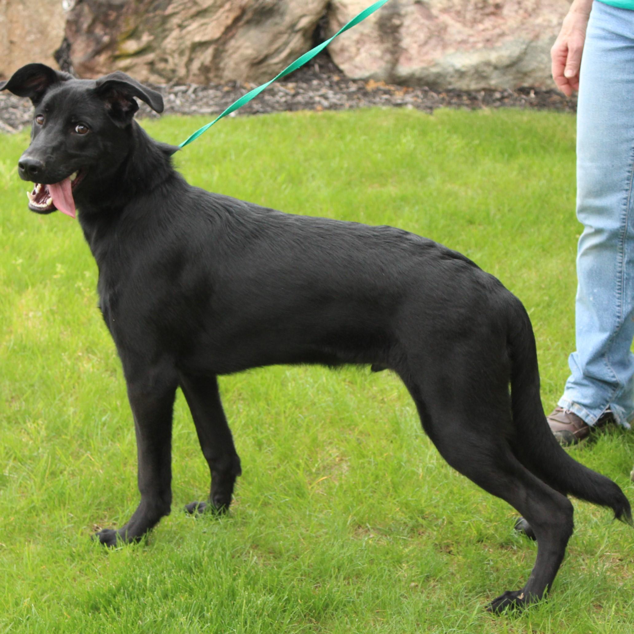 Macklin, a Adoptable mixed breed in Eaton, OH image 2/6