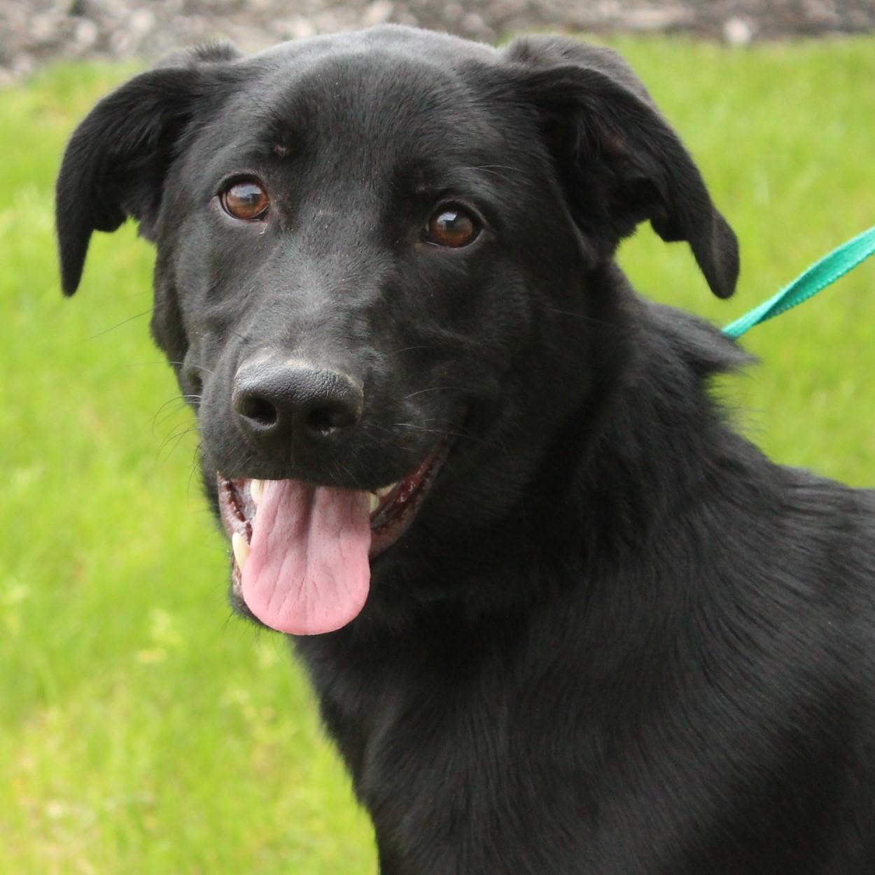 Macklin, a Adoptable mixed breed in Eaton, OH image 3/6