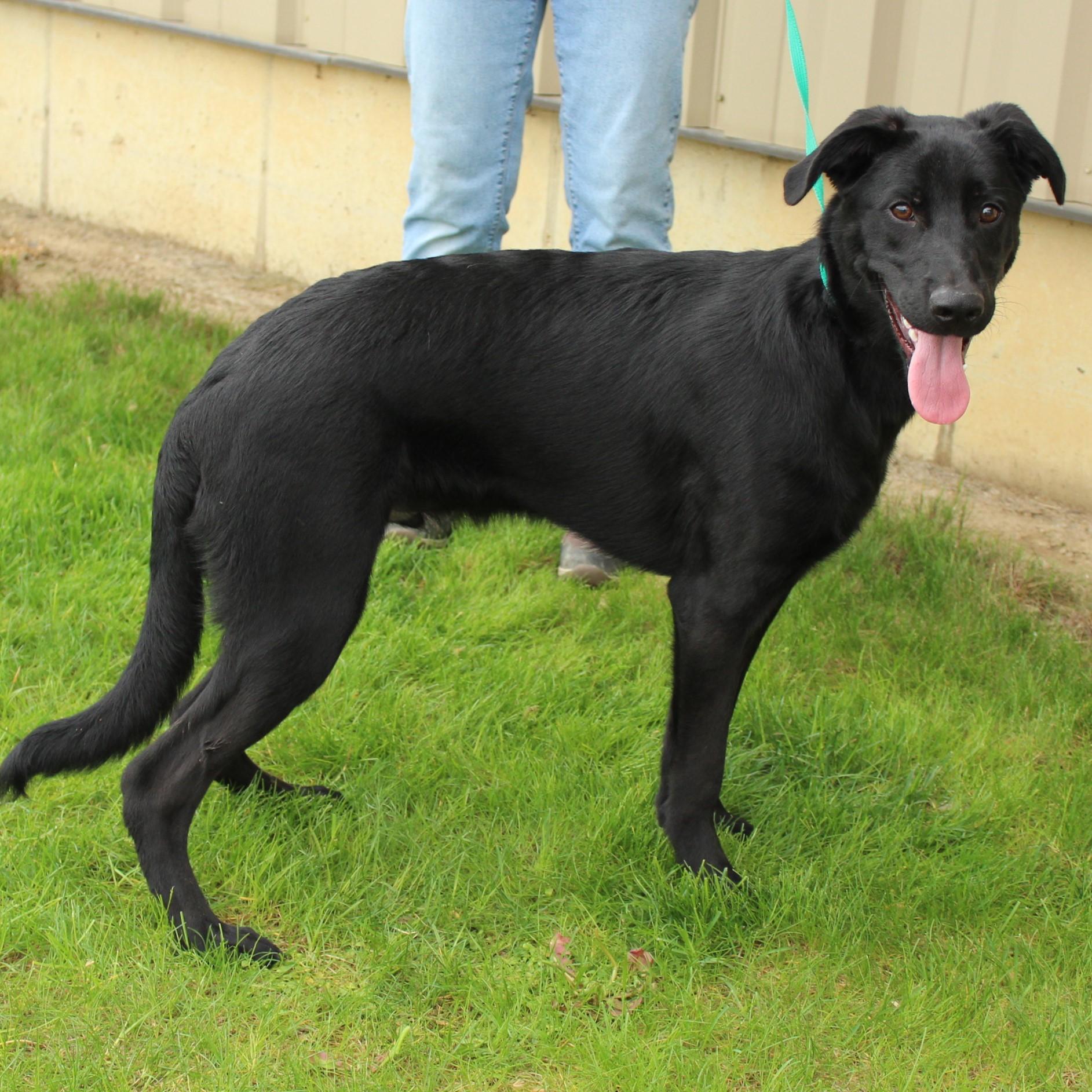 Macklin, a Adoptable mixed breed in Eaton, OH image 4/6