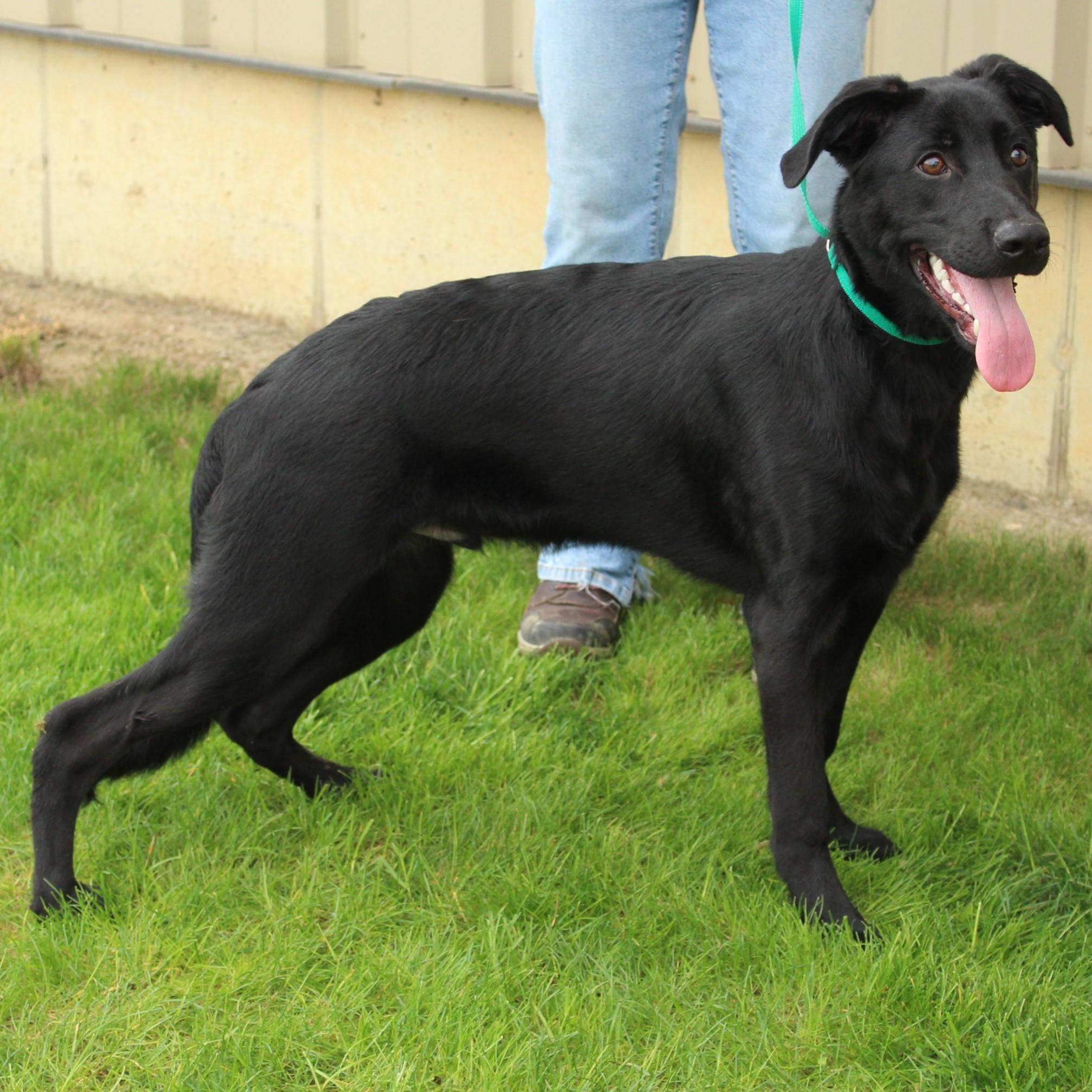 Macklin, a Adoptable mixed breed in Eaton, OH image 5/6