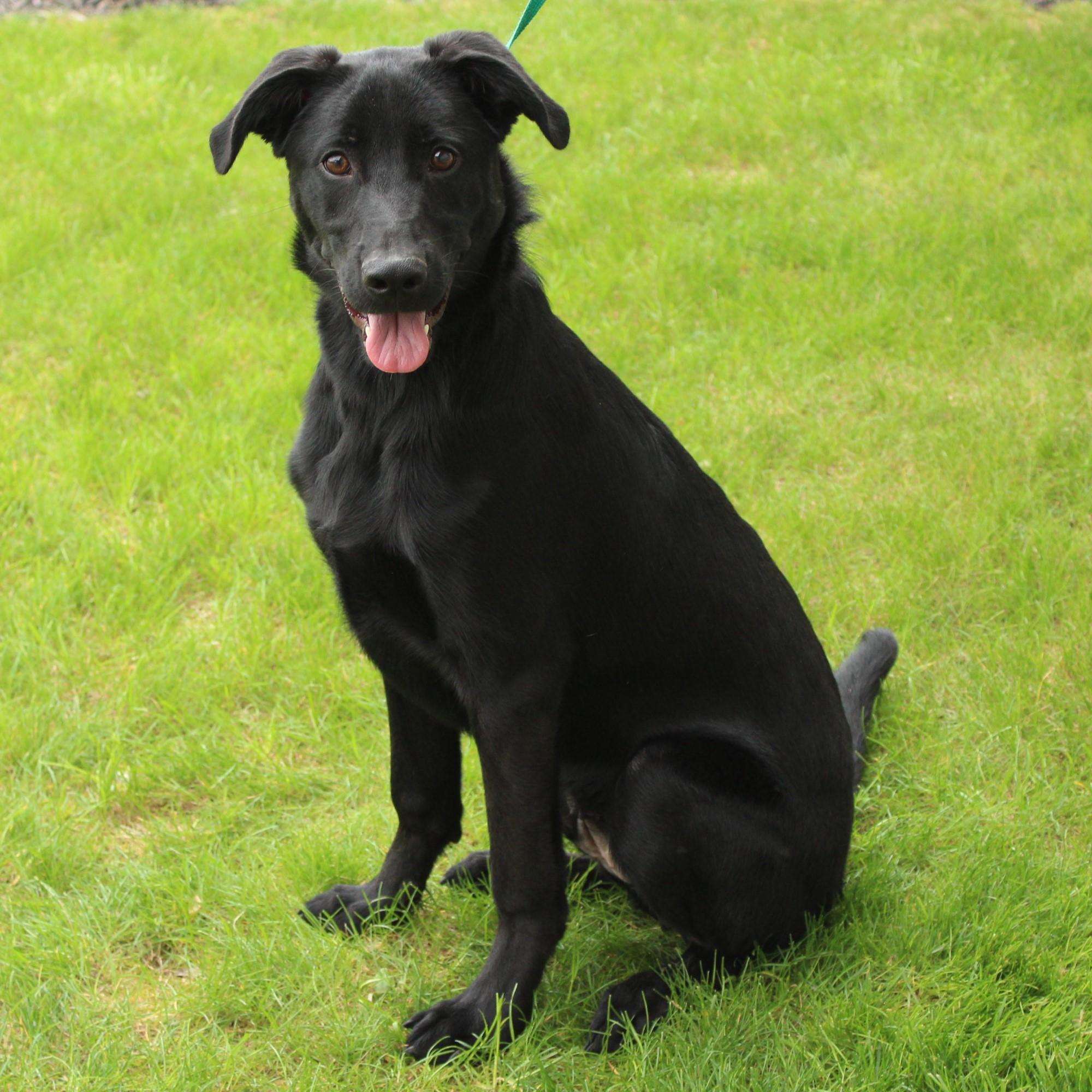 Macklin, a Adoptable mixed breed in Eaton, OH image 6/6