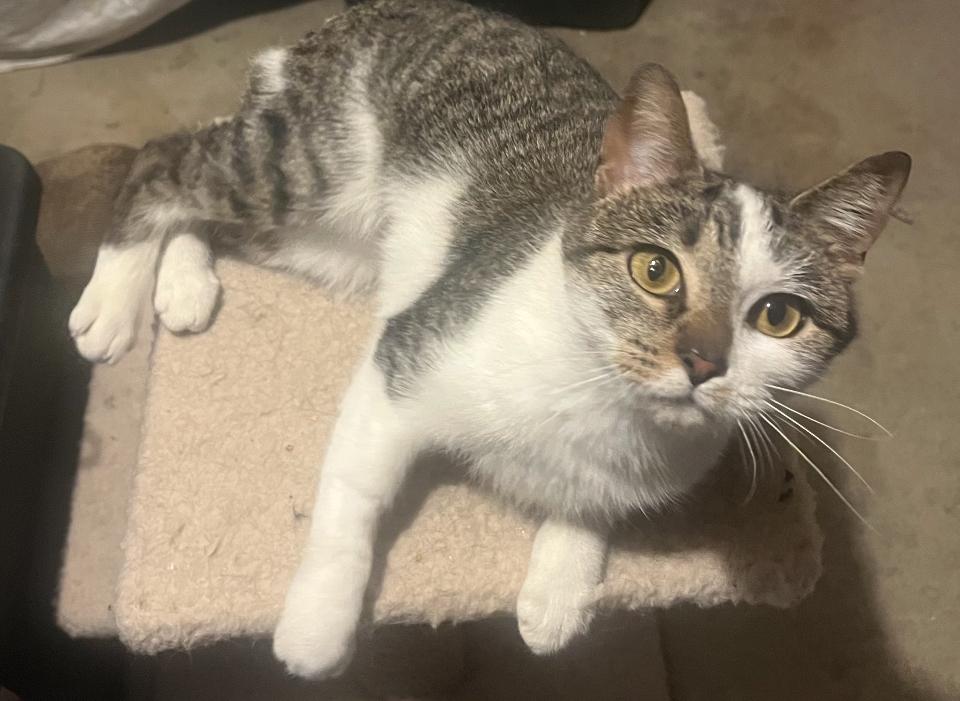 Enlarge Chirpy, a Adopted Tabby in Philadelphia, PA image 1/3