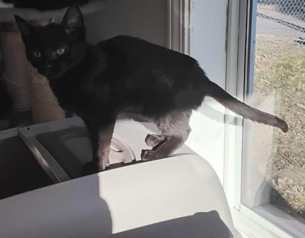 Enlarge Dos, a Adoptable mixed breed in Ada, OK image 1/3