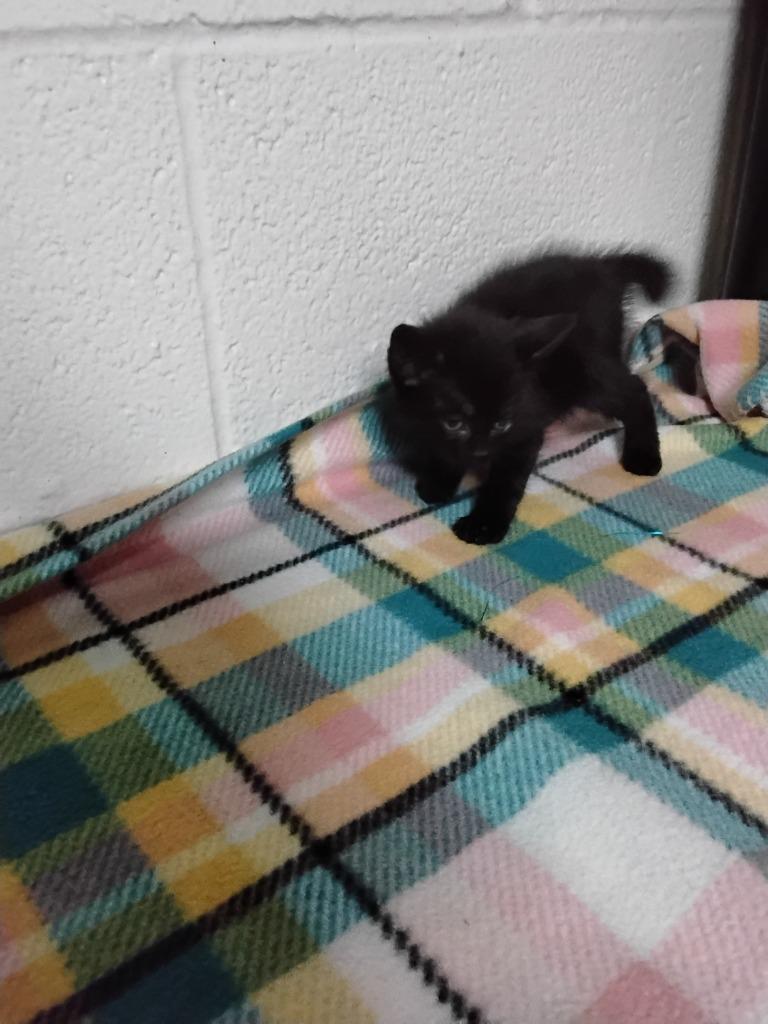 Enlarge Dos, a Adoptable mixed breed in Ada, OK image 2/3