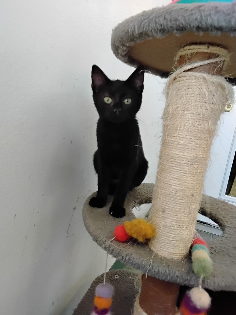 Enlarge Dos, a Adoptable mixed breed in Ada, OK image 3/3