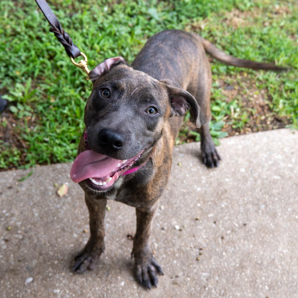 Enlarge Incline, a Adoptable Pit Bull Terrier in Baltimore, MD image 1/5