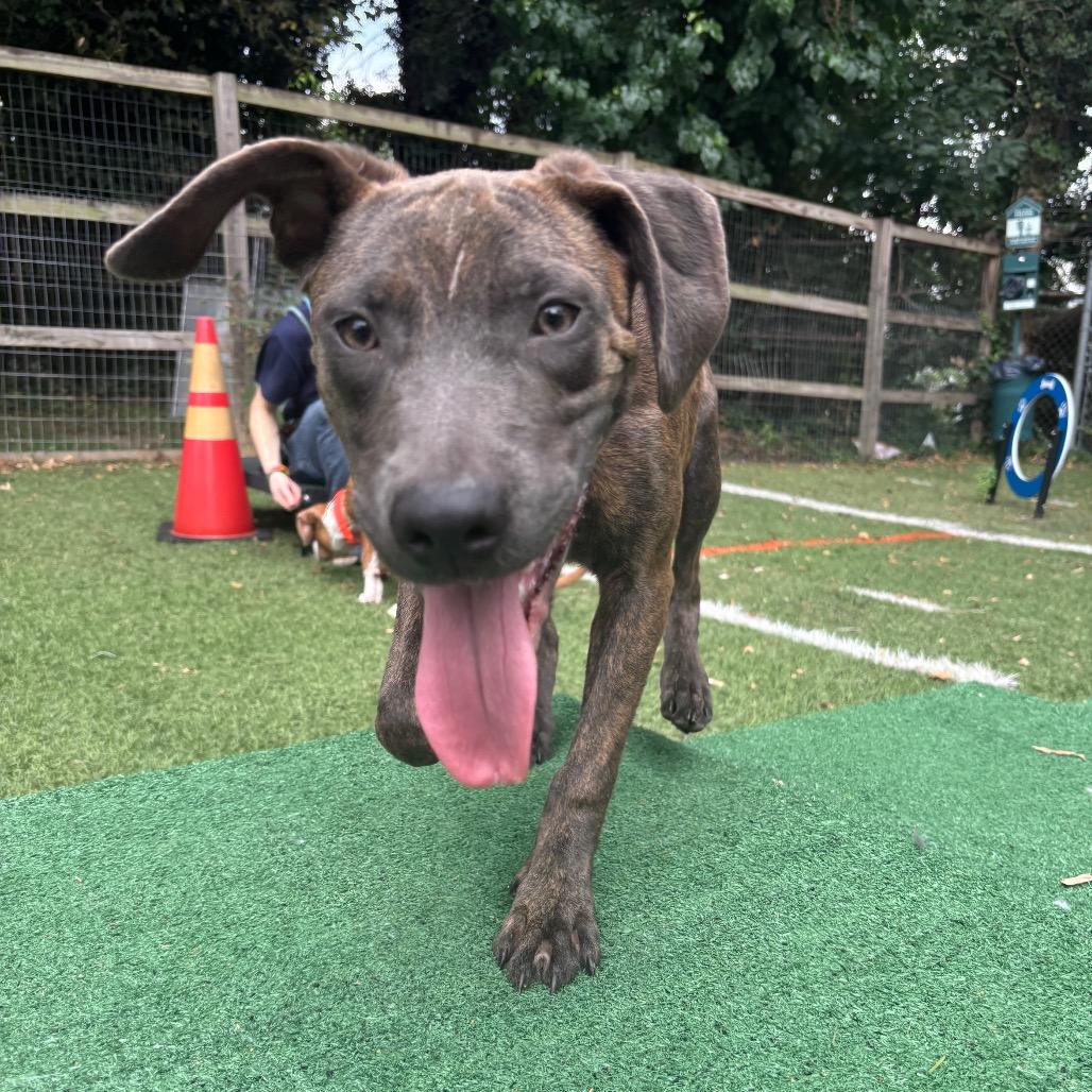 Enlarge Incline, a Adoptable Pit Bull Terrier in Baltimore, MD image 3/5