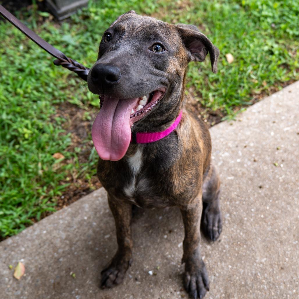 Enlarge Incline, a Adoptable Pit Bull Terrier in Baltimore, MD image 5/5