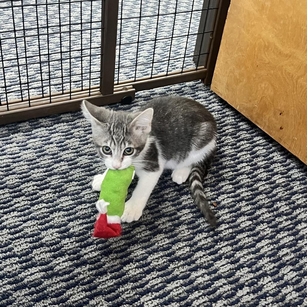 Buzz Lightyear, a Adoptable Domestic Short Hair in Costa Mesa, CA image 1/6