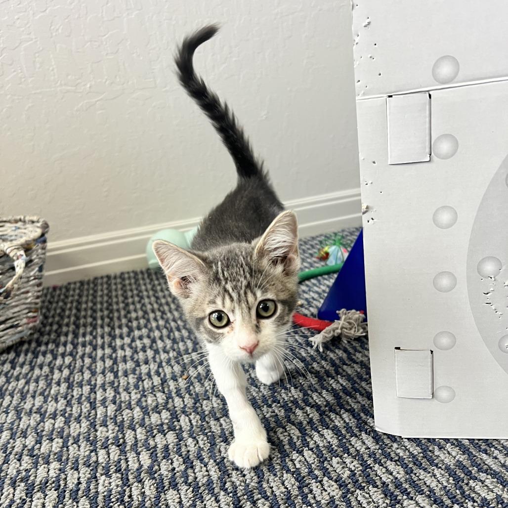 Buzz Lightyear, a Adoptable Domestic Short Hair in Costa Mesa, CA image 2/6