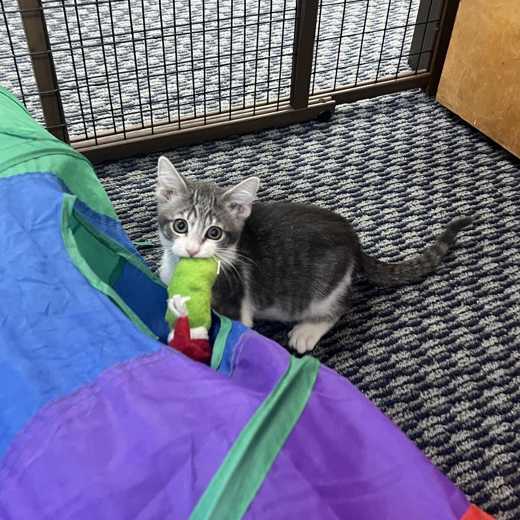 Buzz Lightyear, a Adoptable Domestic Short Hair in Costa Mesa, CA image 3/6