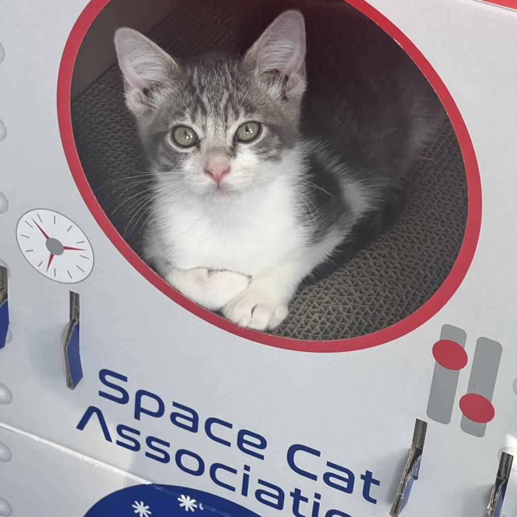 Buzz Lightyear, a Adoptable Domestic Short Hair in Costa Mesa, CA image 4/6