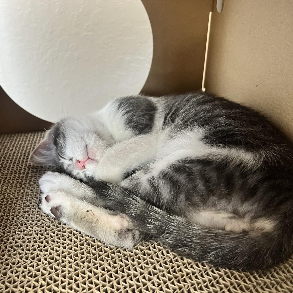 Buzz Lightyear, a Adoptable Domestic Short Hair in Costa Mesa, CA image 5/6