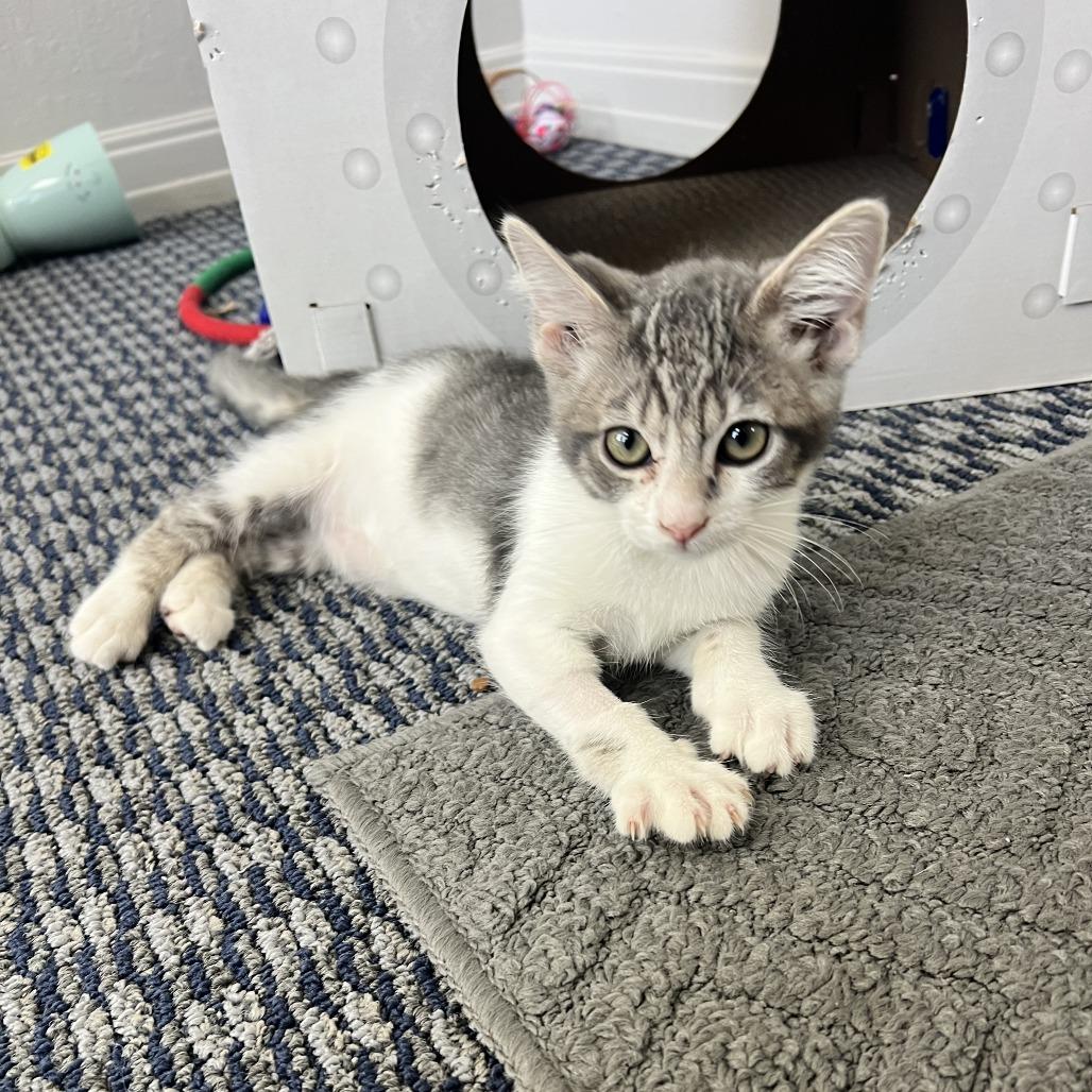 Buzz Lightyear, a Adoptable Domestic Short Hair in Costa Mesa, CA image 6/6