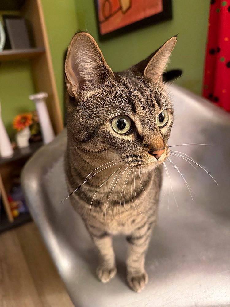 Frida- Courtesy Listing, a Adoptable Domestic Short Hair in Fayetteville, AR image 1/3