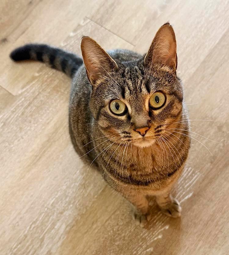 Frida- Courtesy Listing, a Adoptable Domestic Short Hair in Fayetteville, AR image 2/3