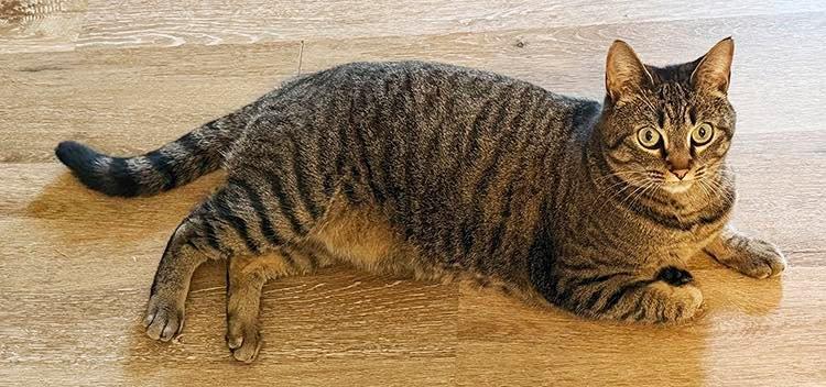 Frida- Courtesy Listing, a Adoptable Domestic Short Hair in Fayetteville, AR image 3/3