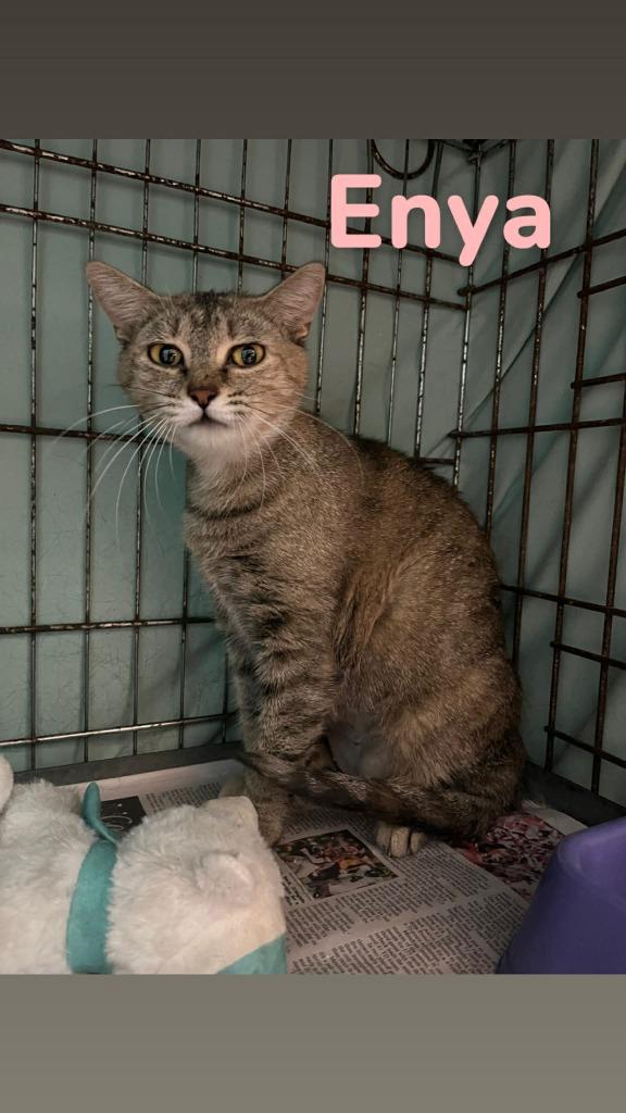 Enya, Adoptable, Young Female Domestic Short Hair.