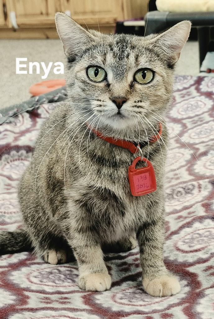 Enlarge Enya, a Adoptable mixed breed in Kendallville, IN image 3/3