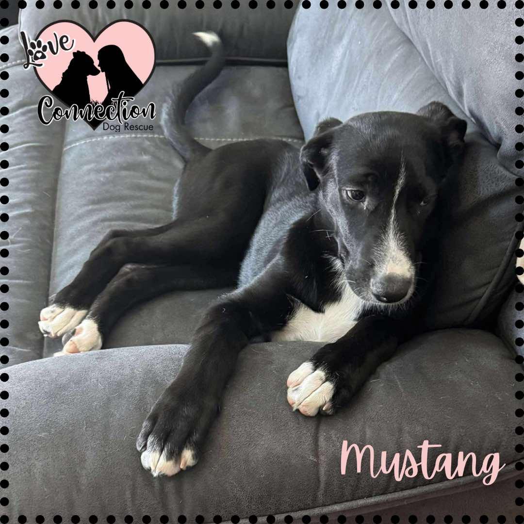 Mustang