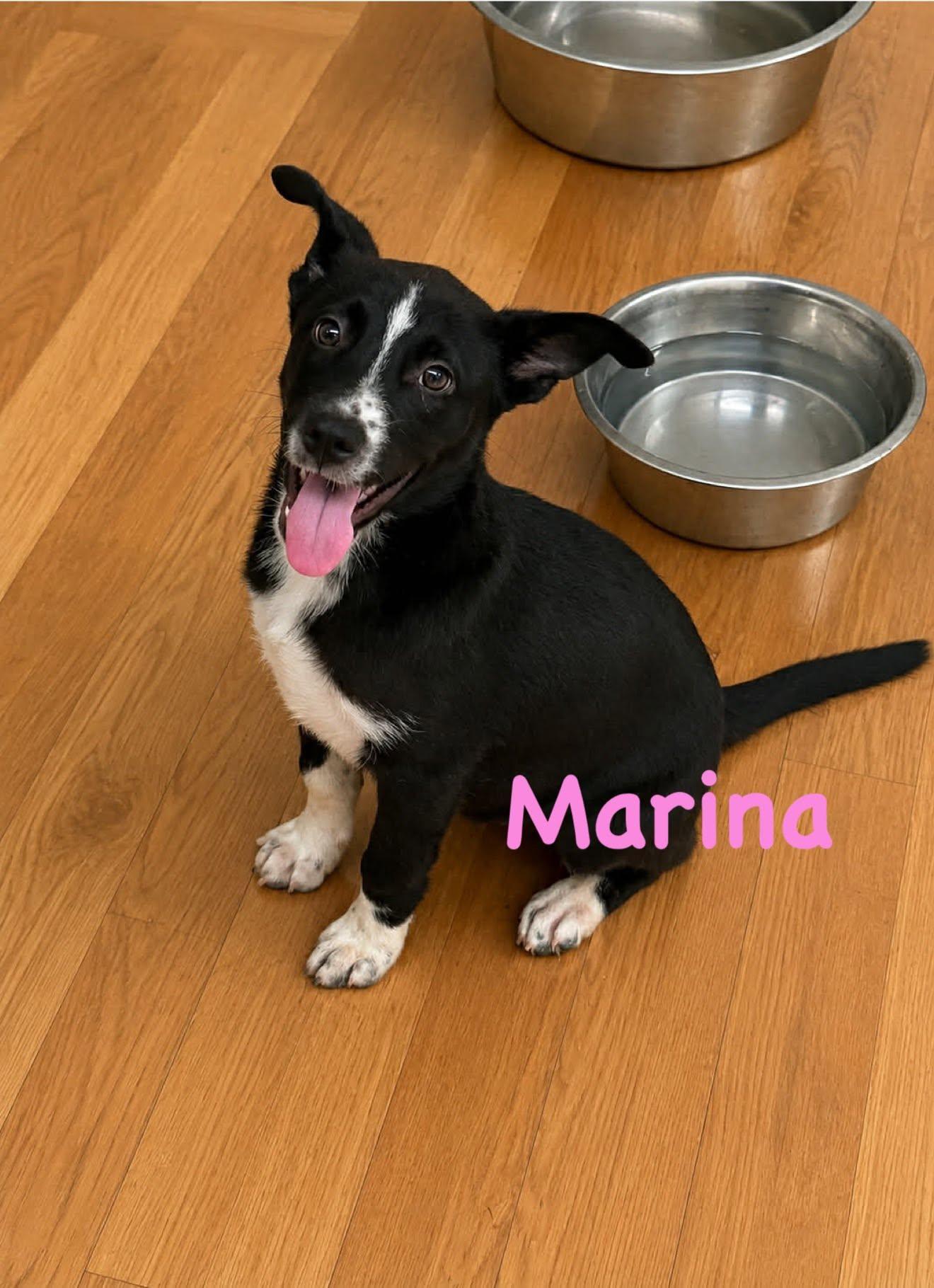 Enlarge Marina, a ADOPTABLE mixed breed in Schaumburg, IL image 5/5