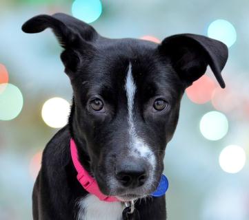 Marina, ADOPTABLE, Puppy Female Labrador Retriever.