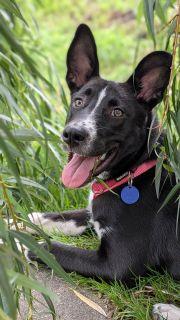 Enlarge Marina, a Adoptable mixed breed in Schaumburg, IL image 6/6