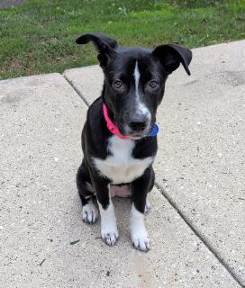 Enlarge Marina, a ADOPTABLE mixed breed in Schaumburg, IL image 2/5