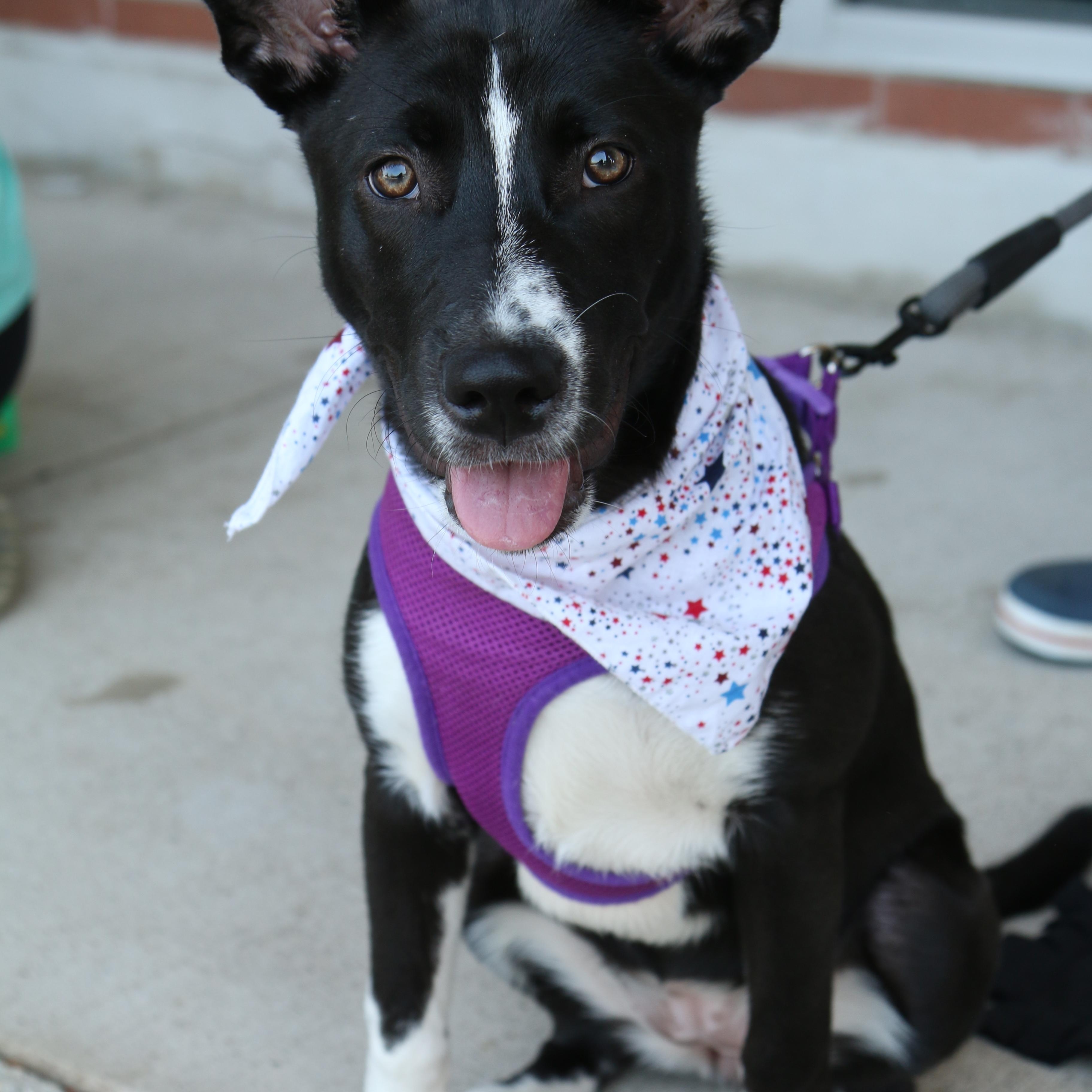 Enlarge Marina, a Adoptable mixed breed in Schaumburg, IL image 4/6
