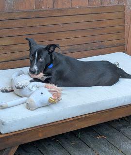 Enlarge Marina, a ADOPTABLE mixed breed in Schaumburg, IL image 3/5