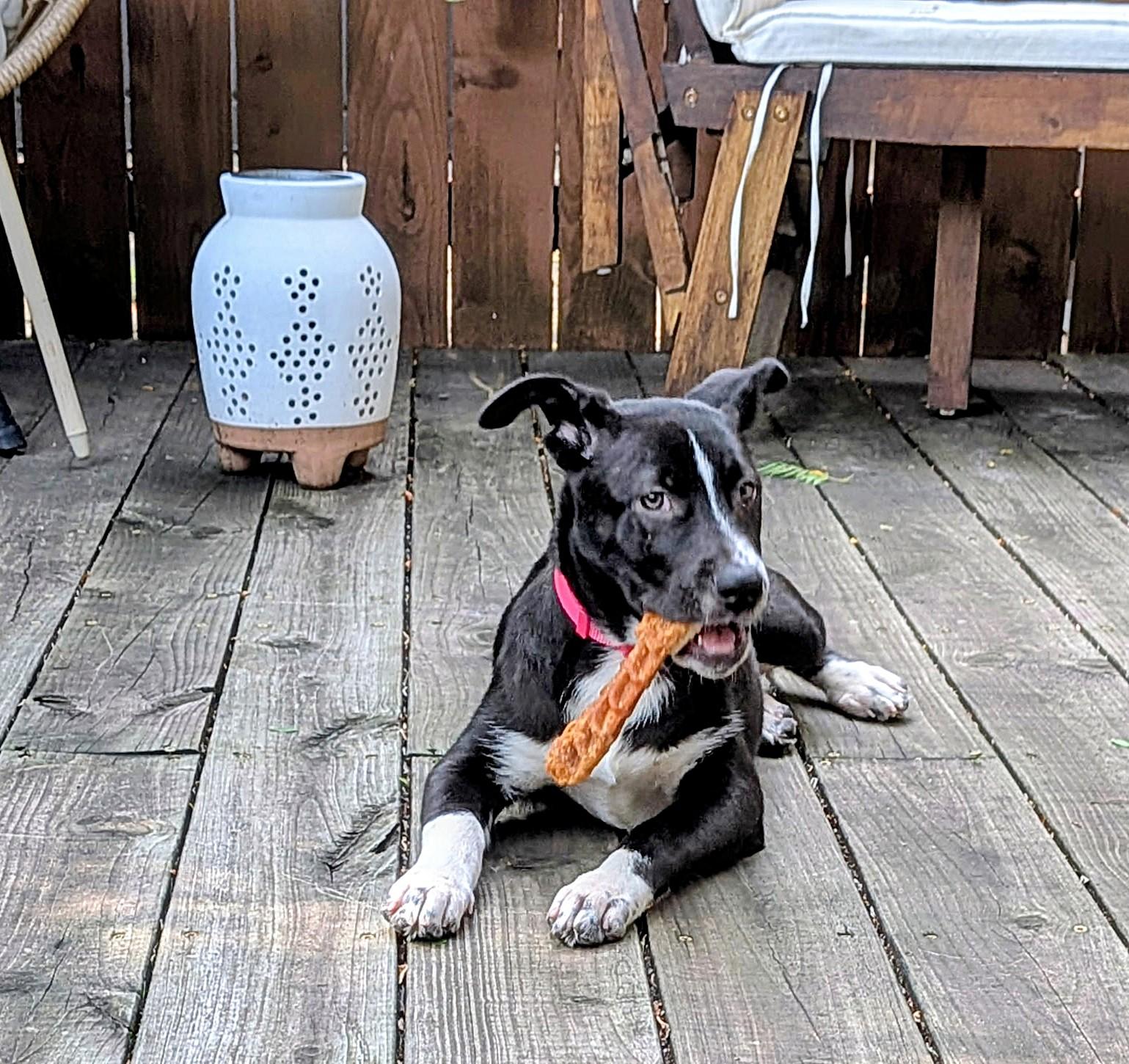 Enlarge Marina, a ADOPTABLE mixed breed in Schaumburg, IL image 4/5
