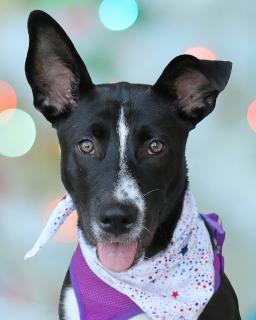 Marina, Adoptable, Puppy Female Labrador Retriever.