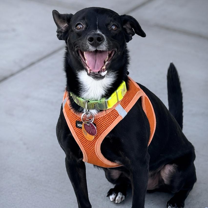 Herbie, Adoptable, Senior Male Chihuahua.