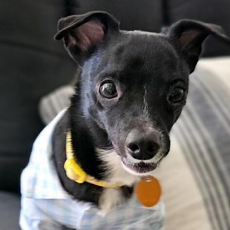 Herbie, Adoptable, Senior Male Chihuahua.