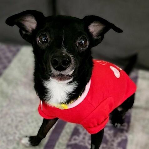 Enlarge Herbie, a Adoptable Chihuahua in Las Vegas, NV image 2/2