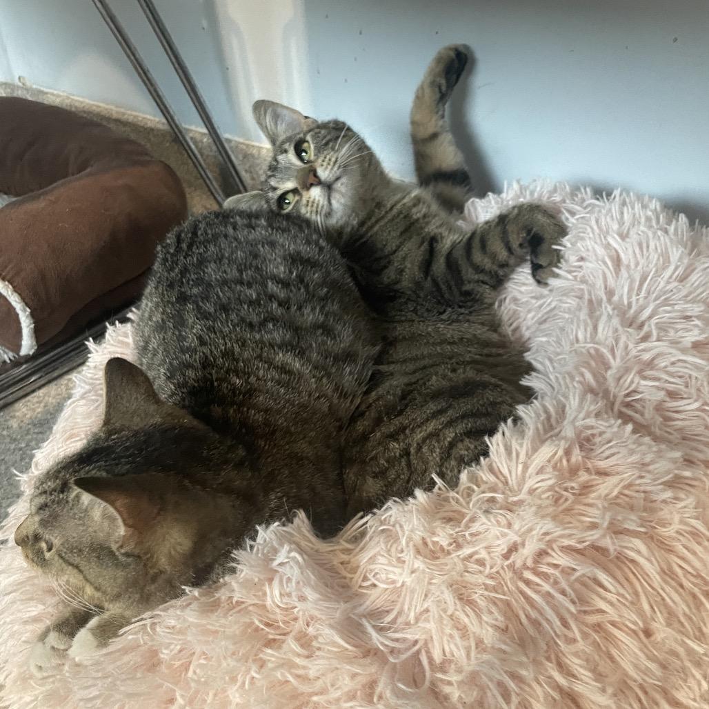 Espera, Adoptable, Young Female Domestic Short Hair.