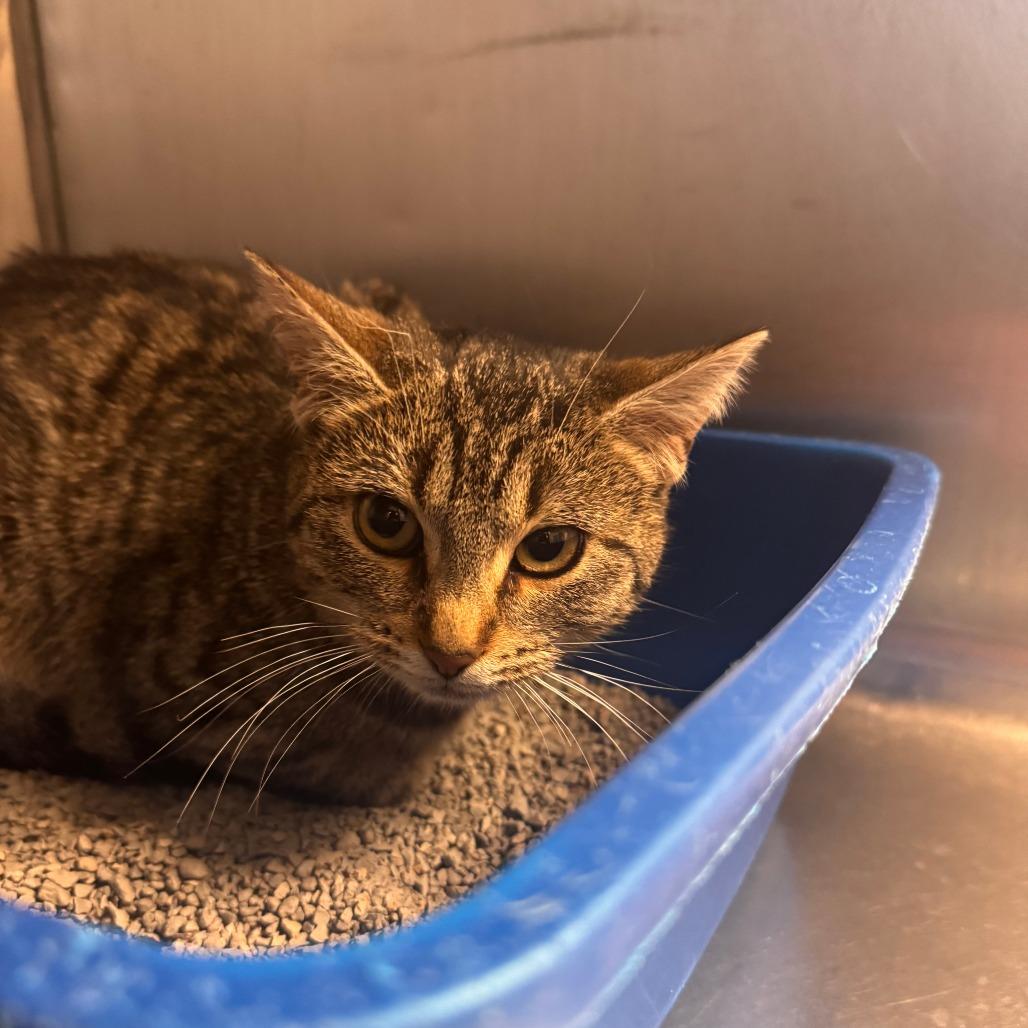 Enlarge Espera, a Adoptable Domestic Short Hair in South Haven, MI image 2/3