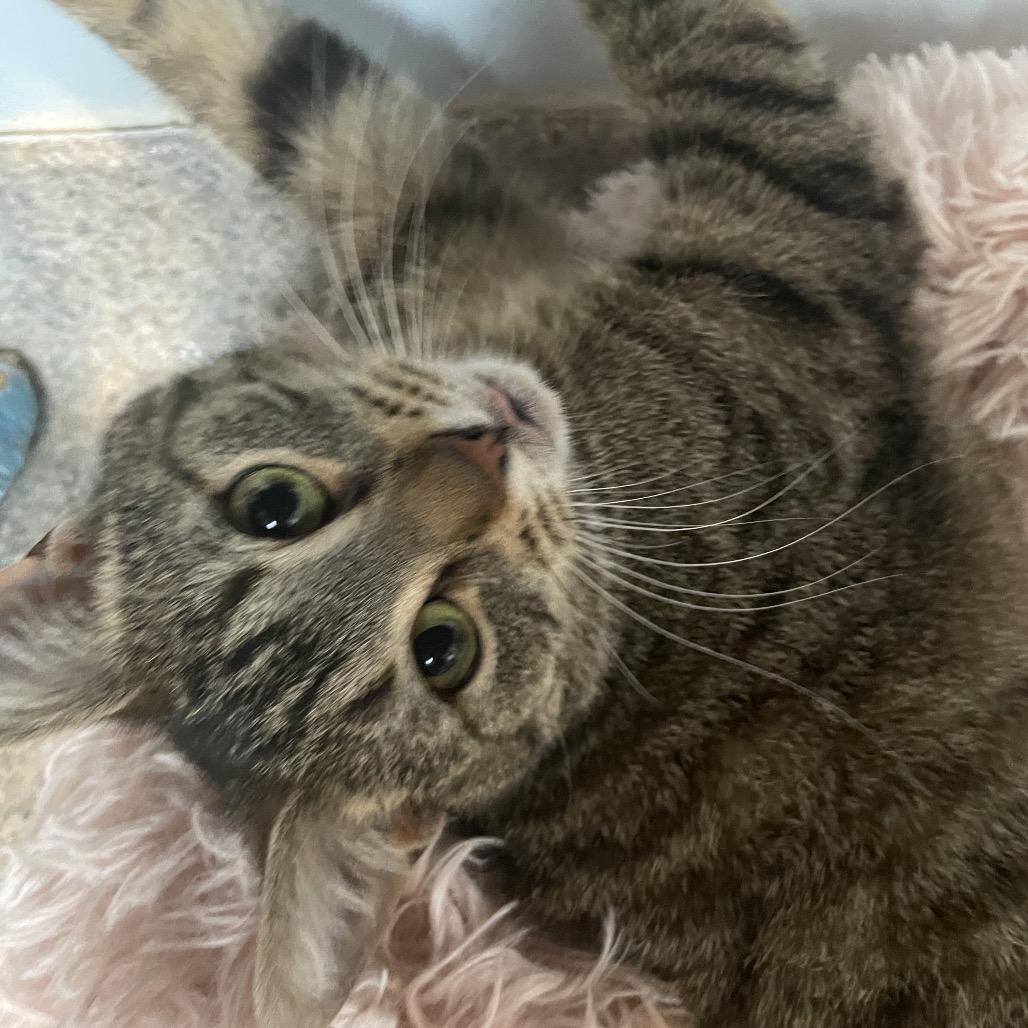 Enlarge Espera, a Adoptable Domestic Short Hair in South Haven, MI image 3/3