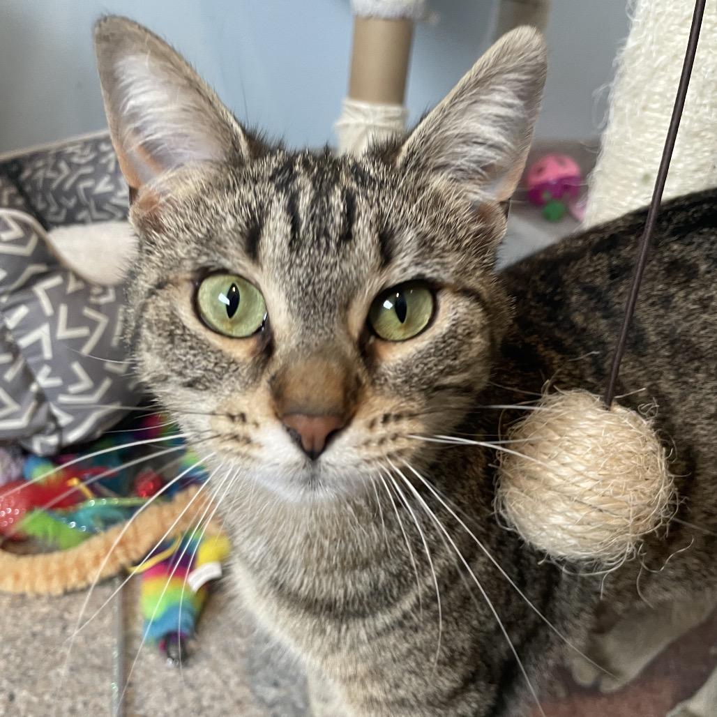 Enlarge Espera, a Adoptable Domestic Short Hair in South Haven, MI image 4/5