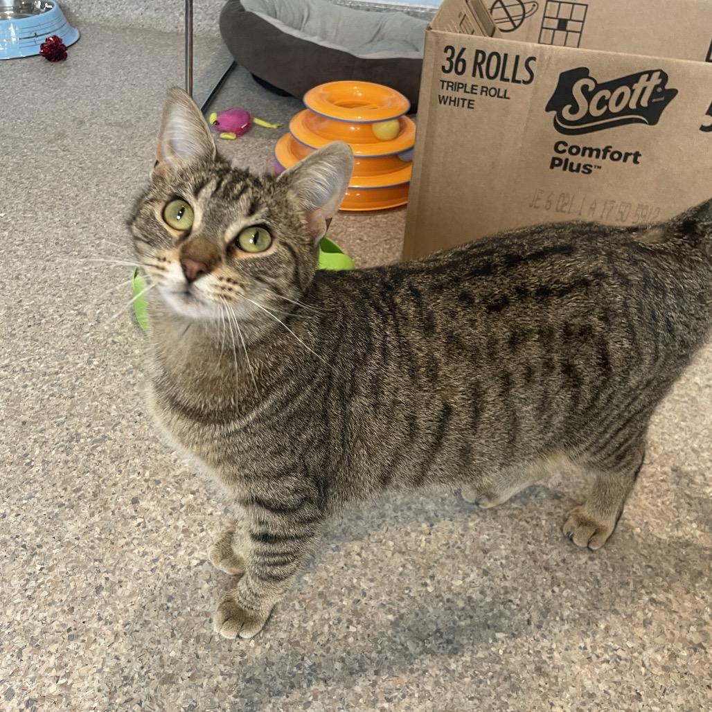 Enlarge Espera, a Adoptable Domestic Short Hair in South Haven, MI image 5/5