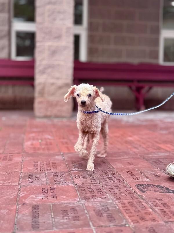 Kaley Q, Adoptable, Adult Female Miniature Poodle.
