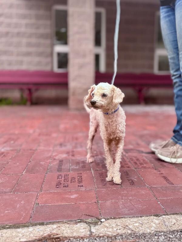 Kaley Q, a Adoptable Miniature Poodle in Wooster, OH image 2/2