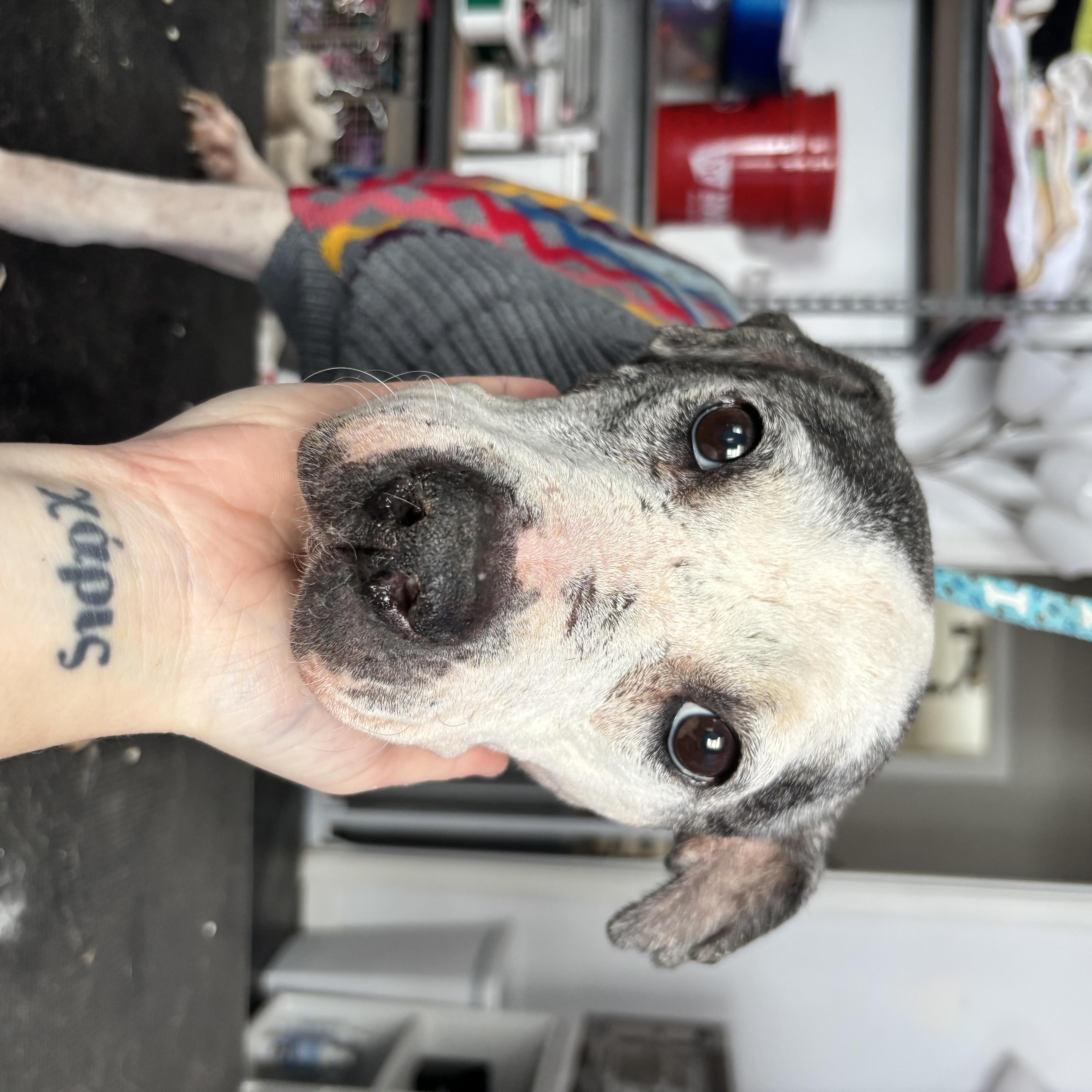 Enlarge Hannah, a ADOPTABLE Pit Bull Terrier in Felton, PA image 1/1