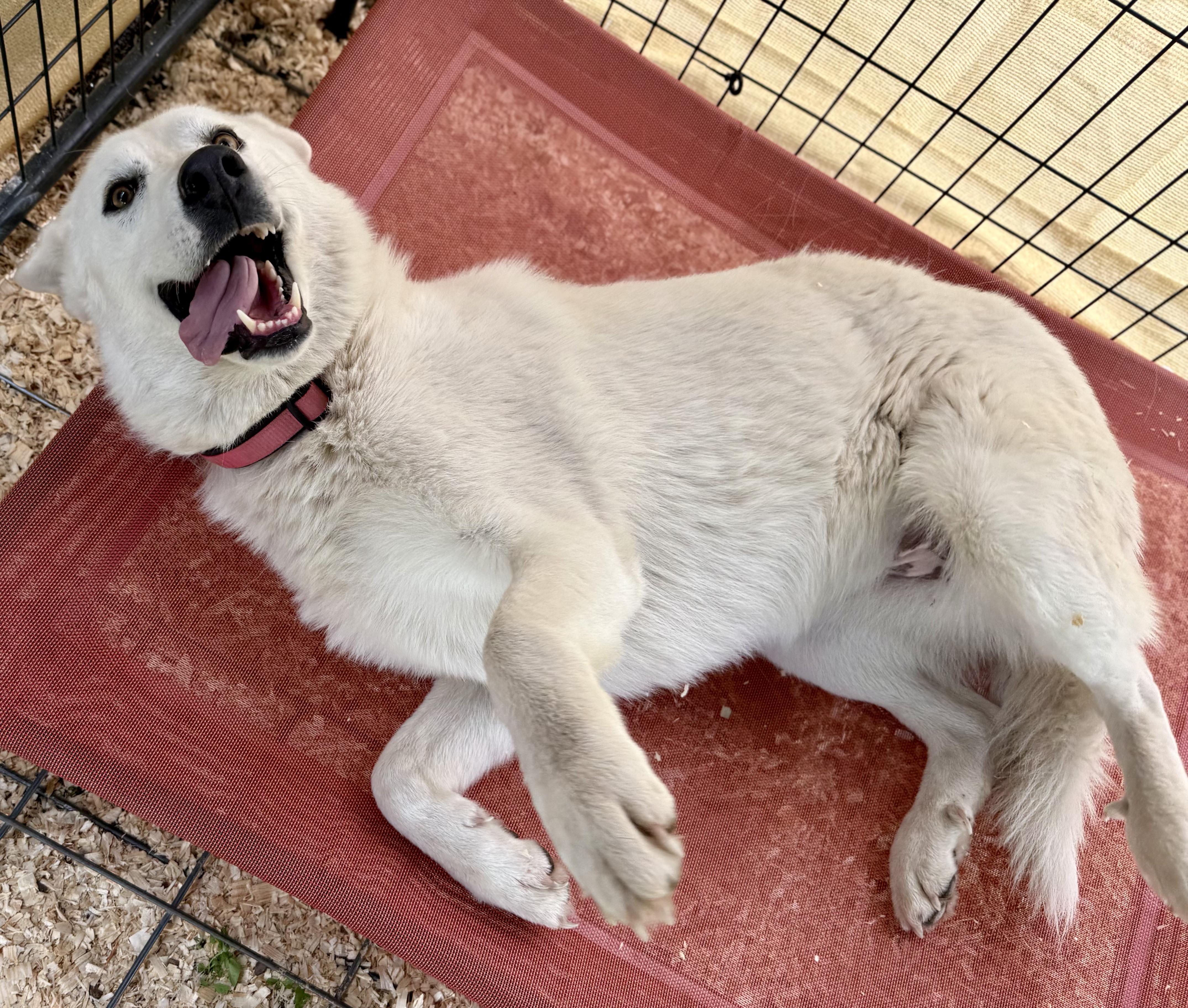 Enlarge Daisy, a Adoptable Great Pyrenees in Dale, TX image 3/5