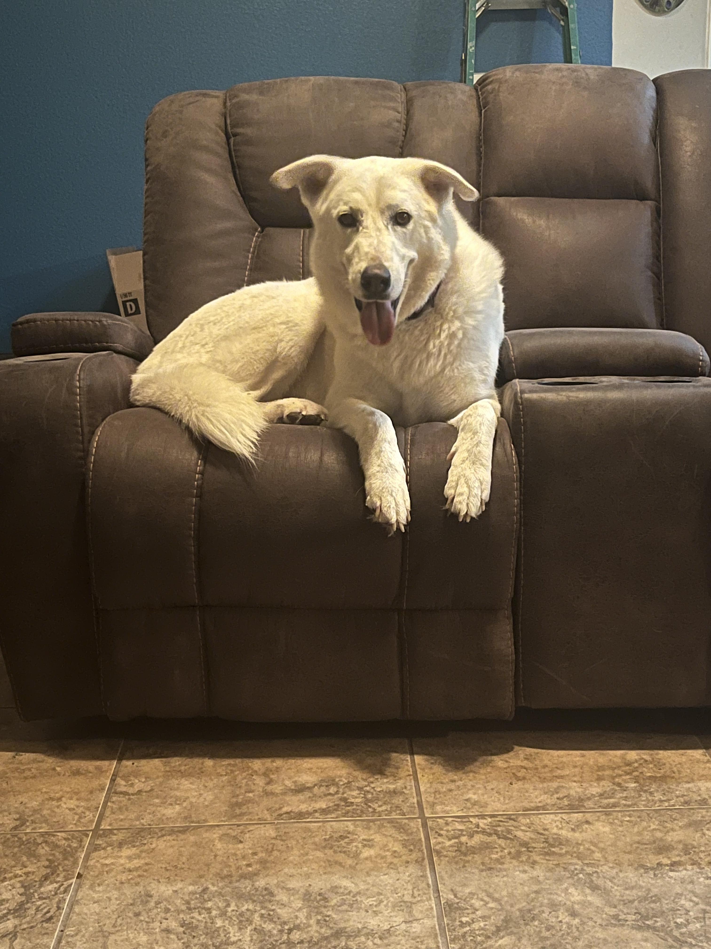 Enlarge Daisy, a Adoptable Great Pyrenees in Dale, TX image 5/5