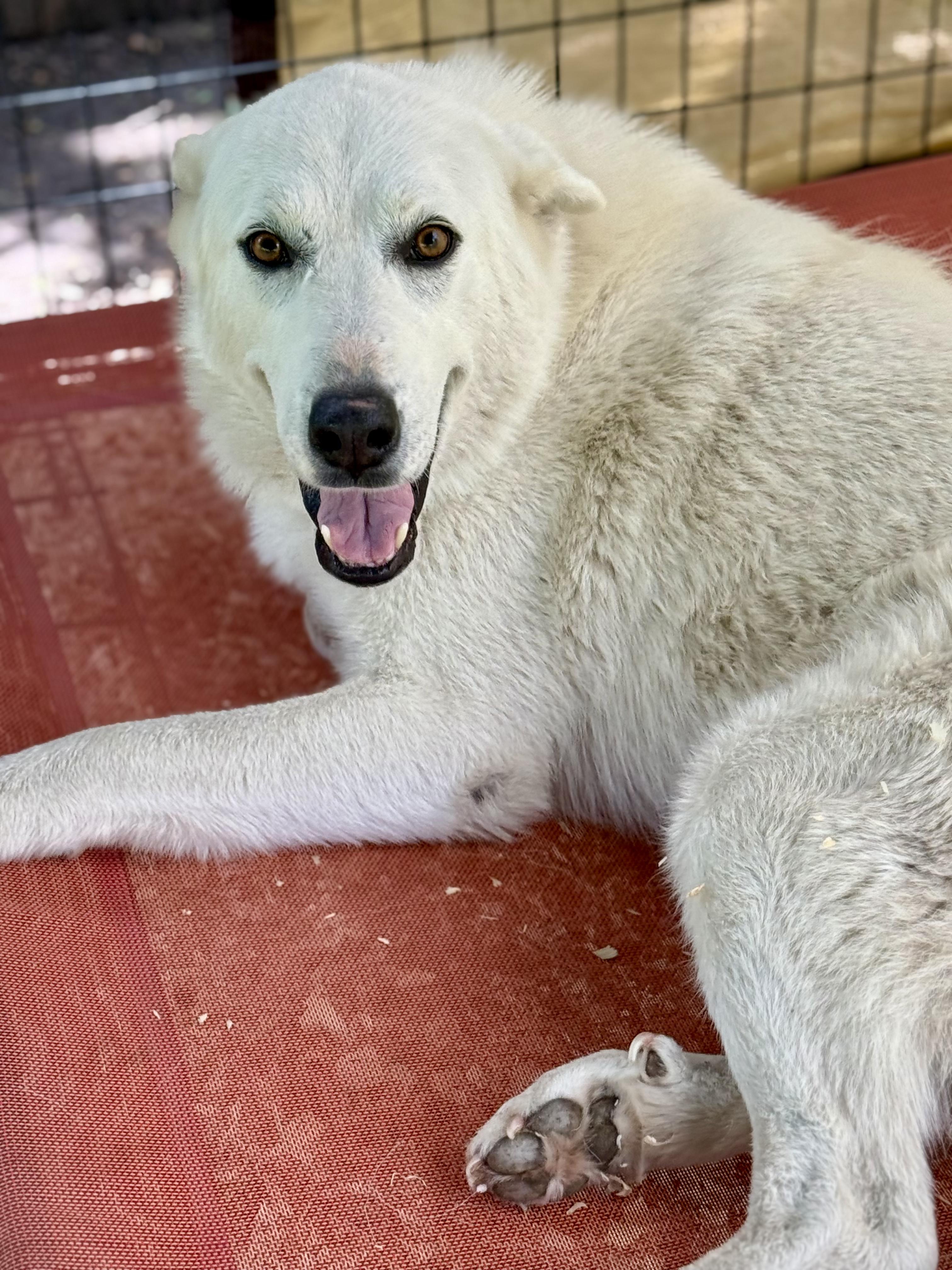 Enlarge Daisy, a Adoptable Great Pyrenees in Dale, TX image 4/5