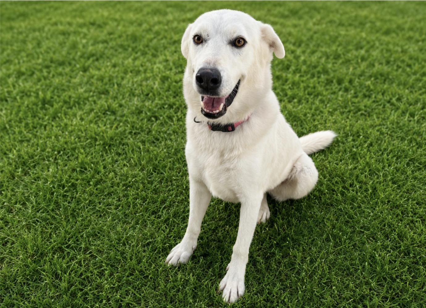 Daisy, Adoptable, Adult Female Great Pyrenees.