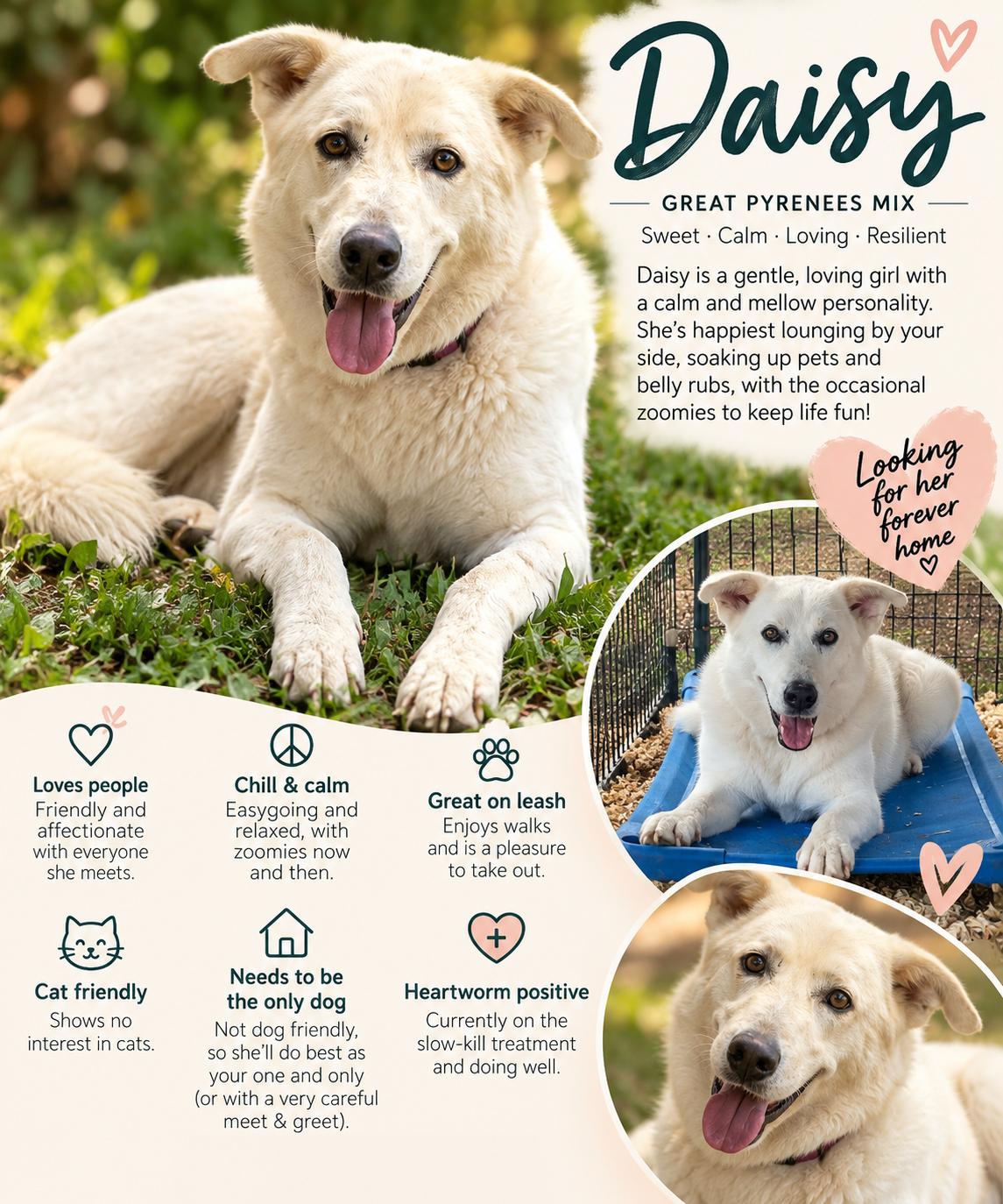 Enlarge Daisy, a Adoptable Great Pyrenees in Dale, TX image 2/5