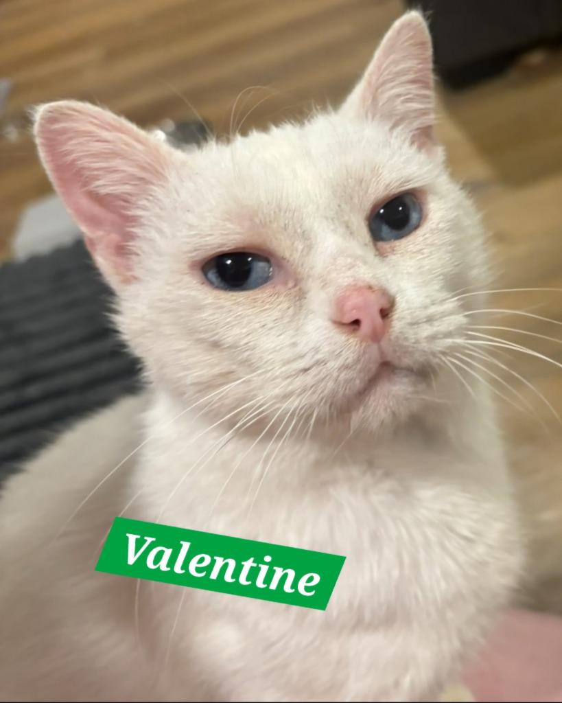 Valentine, Adoptable, Young Female Domestic Short Hair.
