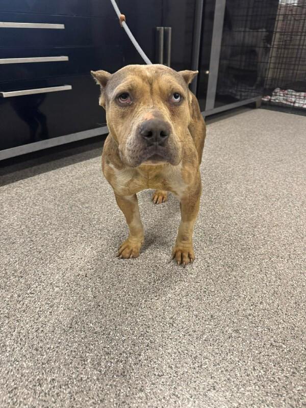 Ava, Adoptable, Adult Female Pit Bull Terrier.